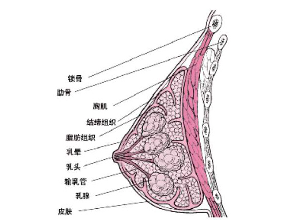 乳腺增生